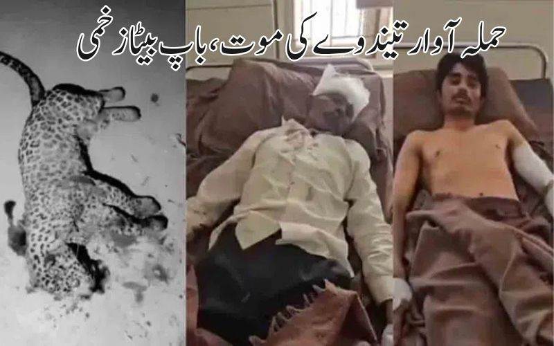 گجرات میں تیندوے کا حملہ، بزرگ نے کیسے بچائی بیٹے کی جان 